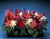 Vista 9 de Mezcla de Salvia de salvia multicolor, más de 30 semillas para cultivar sin OMG