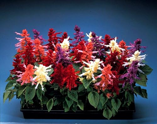Miniatura 9 de Mezcla de Salvia de salvia multicolor, más de 30 semillas para cultivar sin OMG