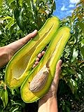 Long Neck Avocado Avocado Tree - Live Big Fruit Tree 12"-24" Tropical Plantae