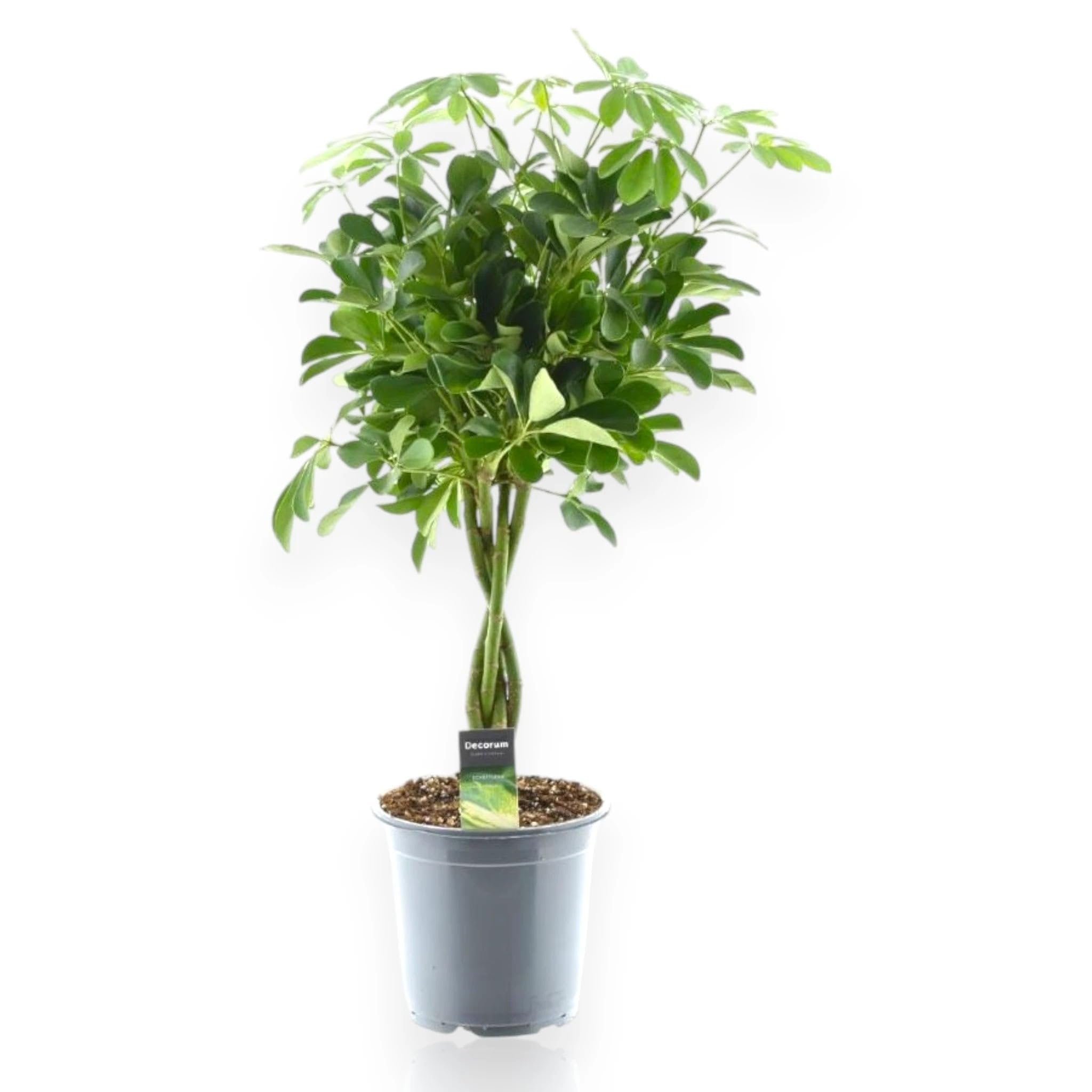 Schefflera arboricola 'Compacta' - Pianta Ornamentale da Interno, Verde, Altezza 120 cm, Vaso 27