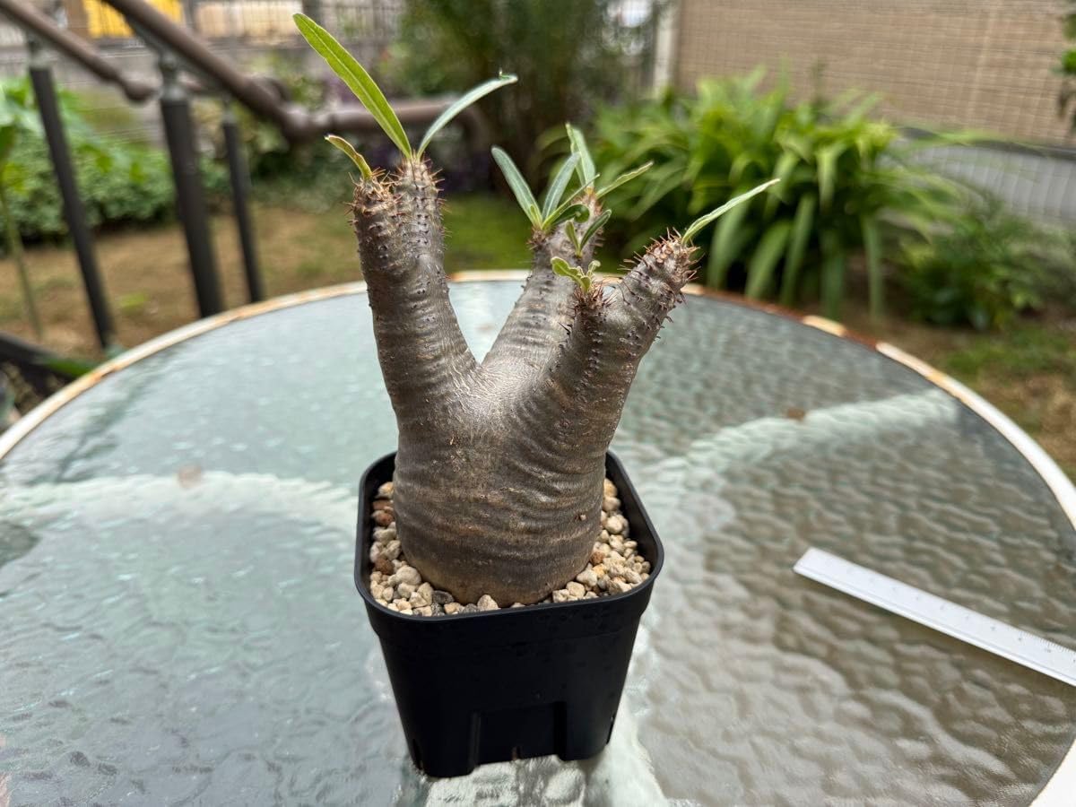 パキポディウム・グラキリス 現地球 パキポディウム グラキリス 良型