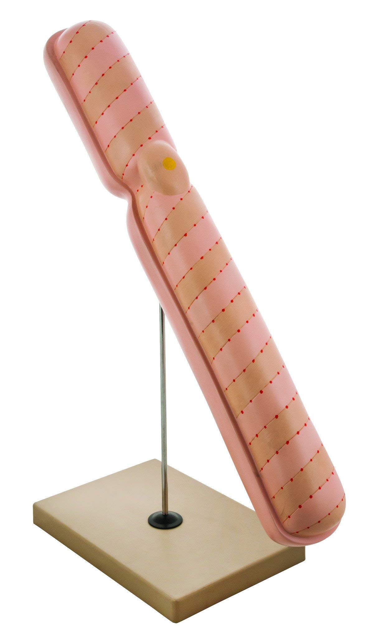 Eisco Labs 22-Inch Chromosome Model, Mounted on 10x7 Inch Base, Hand Painted, Educational Tool
