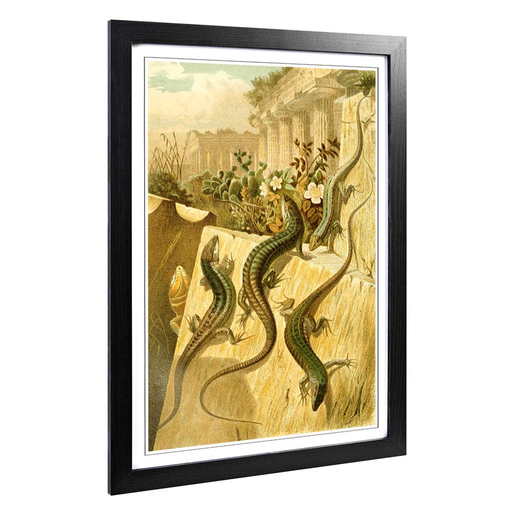 Big Box Art Framed Print of Vintage Brehms Tierlben European Lizard Design | Wall Art Picture | Home Decor for Kitchen, Living Room, Bedroom, Hallway, Black, A2 / 24.5x18 Inch / 62x45cm
