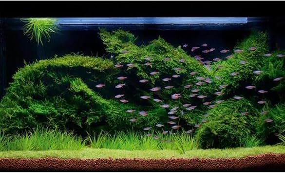 Vesicularia Dubyana Java Moss 10x10cm Canlı Bitki