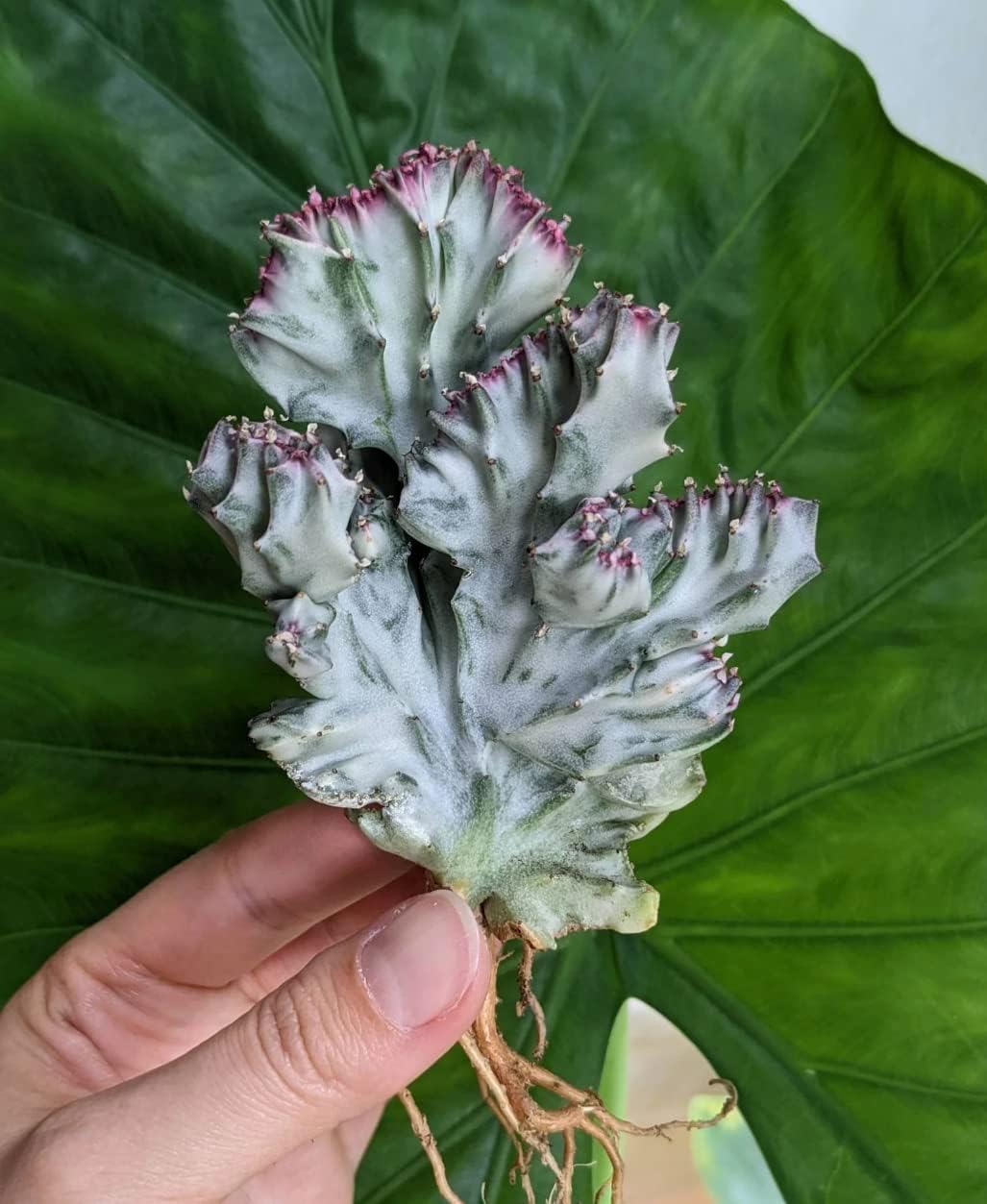 Euphorbia Rare Live Succulent Plant (Lactea Crested Variegated (White Ghost 3”))