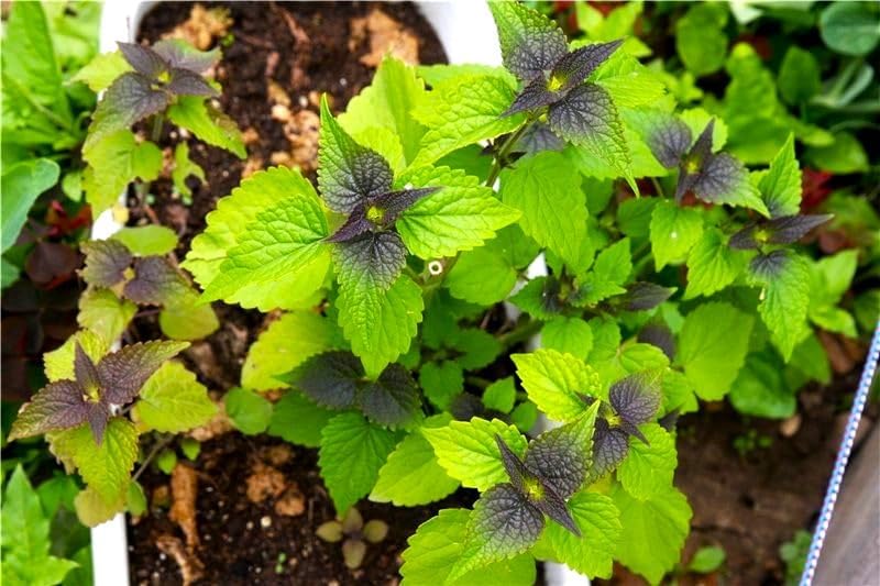 Miniatura 2 de Silvester de menta verde púrpura con sabor a manzana, más de 500 semillas para plantar sin OMG