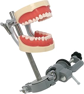 Dentalmall Teeth Model Training Mount Pole Compatible NISSIN Kilgore 200 Fixed on Desk withTypodont Dentoform 32 Pcs Removable ToothÂ Punchable Manikin Dental Schools Education Practice 360Â°Motion