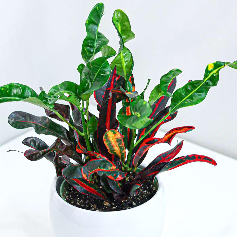 Amazon.com : Croton Mammy Live Plant for Indoor | Different Houseplants in  4'' & 6'' Pot | Real House Plant for Living Room, Office, Desk & Bathroom |  Codiaeum | Mammy : Patio, Lawn & Garden