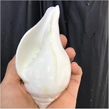 bayline White snails 12 cm enshrines right-handed snails Indian lead snails natural shells conch deep sea shells