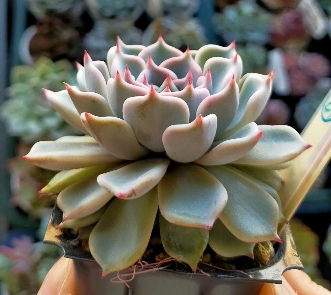 札付き 雪つぼみ ミックスベリア おらいさん苗 🏓 土付き 多肉植物