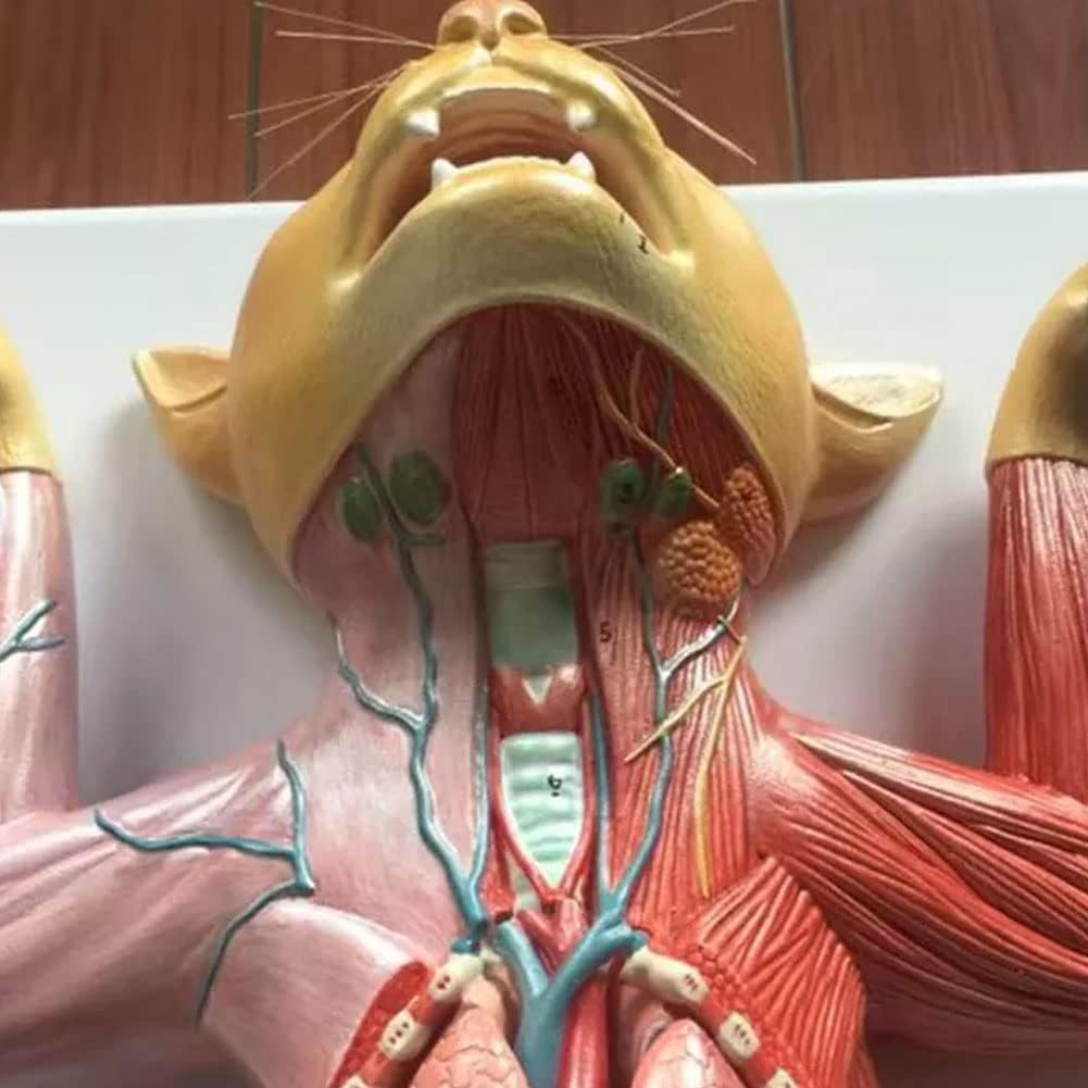 Model Anatomii Kota, Model Anatomii Trzewnej, Model Mięśni I Nerwów, Model Anatomii Do Nauczania Zwierząt, Odpowiedni Do Badań Weterynaryjnych, Model Anatomii Zwierząt