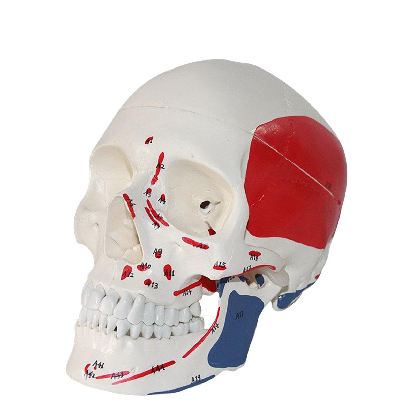 GTHTUHFD Human Skull Model, Human Skull With Markings, Detailed Hand Numbering For Classroom Study Display Teaching Medical Model