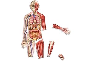 Learning Resources Double-Sided Magnetic Human Body