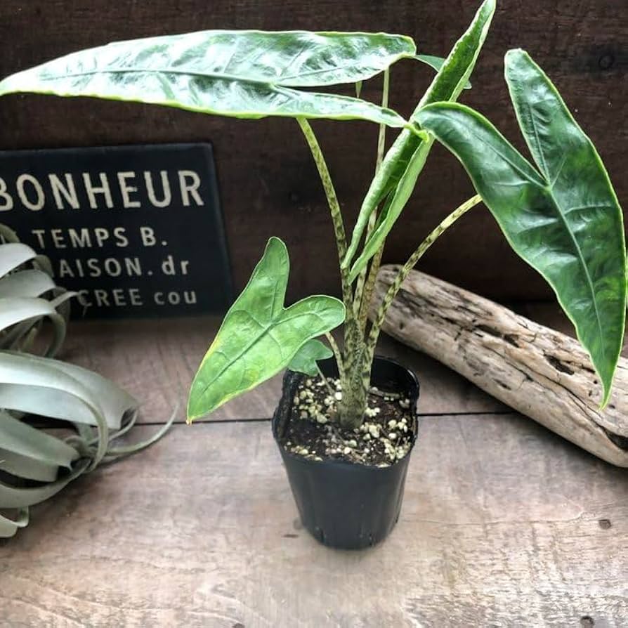 Alocasia Zebrina var. アロカシア・ゼブリナ 斑入り 斑入りゼブリナはシマシマの茎が美しい | 斑入りクワズイモと