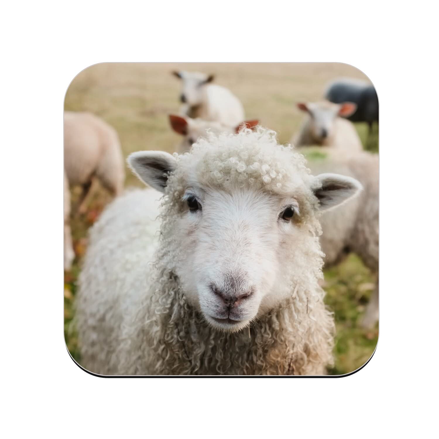 Lot De 4 Sous Verre Ardoise Marquage Bécasse - Art De La Table (11173201