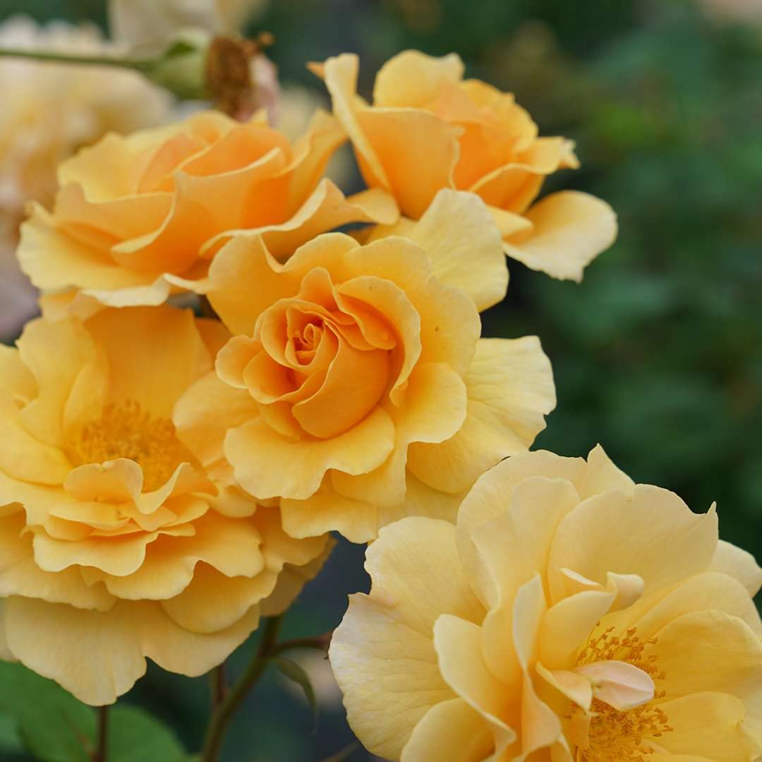 Rise Up Amberness® Climbing Rose - Proven Winners - 4" Pot