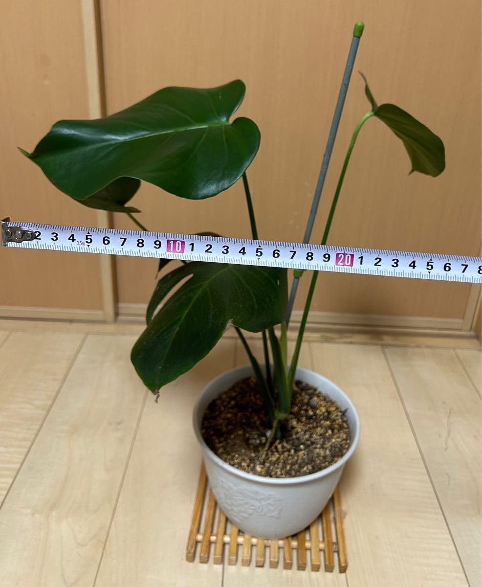 Amazon｜人気 観葉植物 モンステラ大型タイプ 高さ59cm抜き苗1株｜観葉