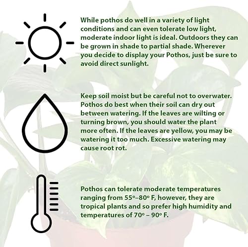 Miniatura 6 de Pothos Golden - Planta viva para interior  Diferentes plantas de interior en maceta de 4 y 6 pulgadas  Planta de casa real para sala de estar,
