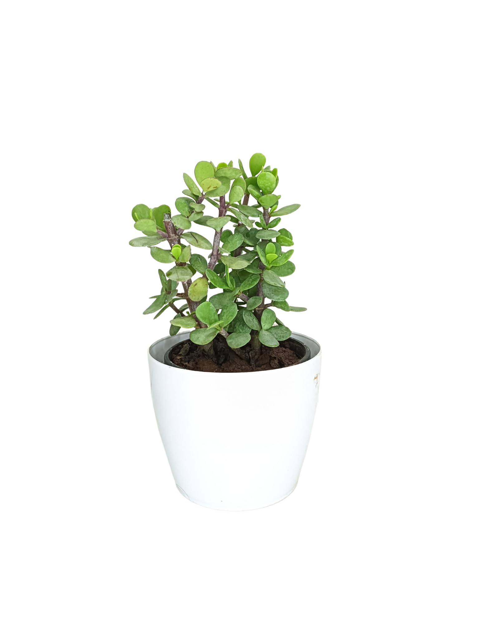 Sugram Plants Good Luck Jade Plant Live Indoor Plant with 4inch Self Watering Pot | Best for Living Room, Kitchen, Bedroom, & Office Table-image-28