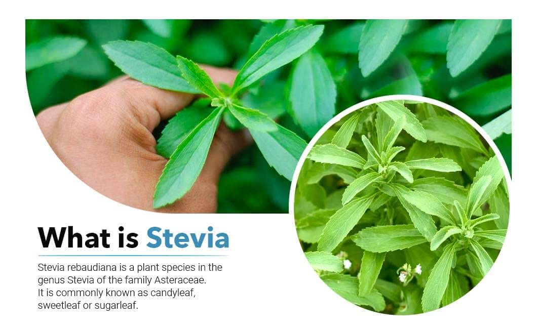 Green Stevia Powder 2 lb(32 Ounces - 2 packs of 1lb)| Zero Calories Natural Sweetener Sugar Substitute | Raw | No Preservatives | Non GMO - Green Nectar
