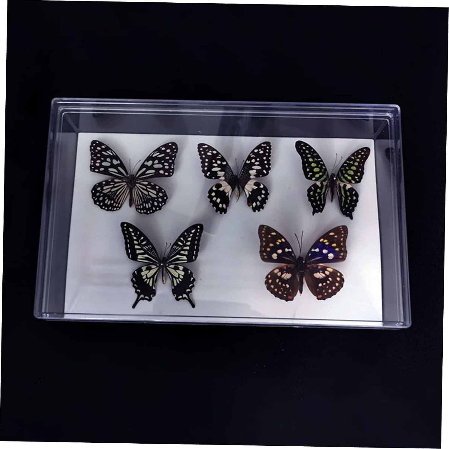 Garneck Specimen Box Insect Display Case Collection Display Case Entomology Kit