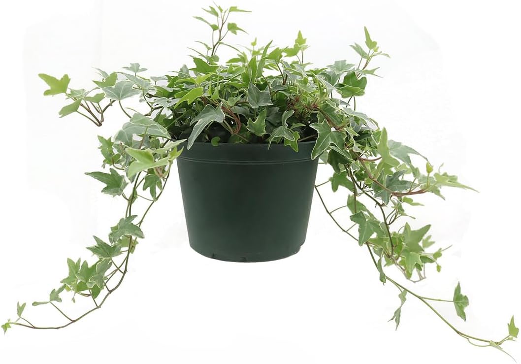 American Plant Exchange English Ivy – 8-Inch Hanging Basket – Live Easy Care Vining Houseplant, Elegant Trailing Foliage for Home, Office, or Patio Decor