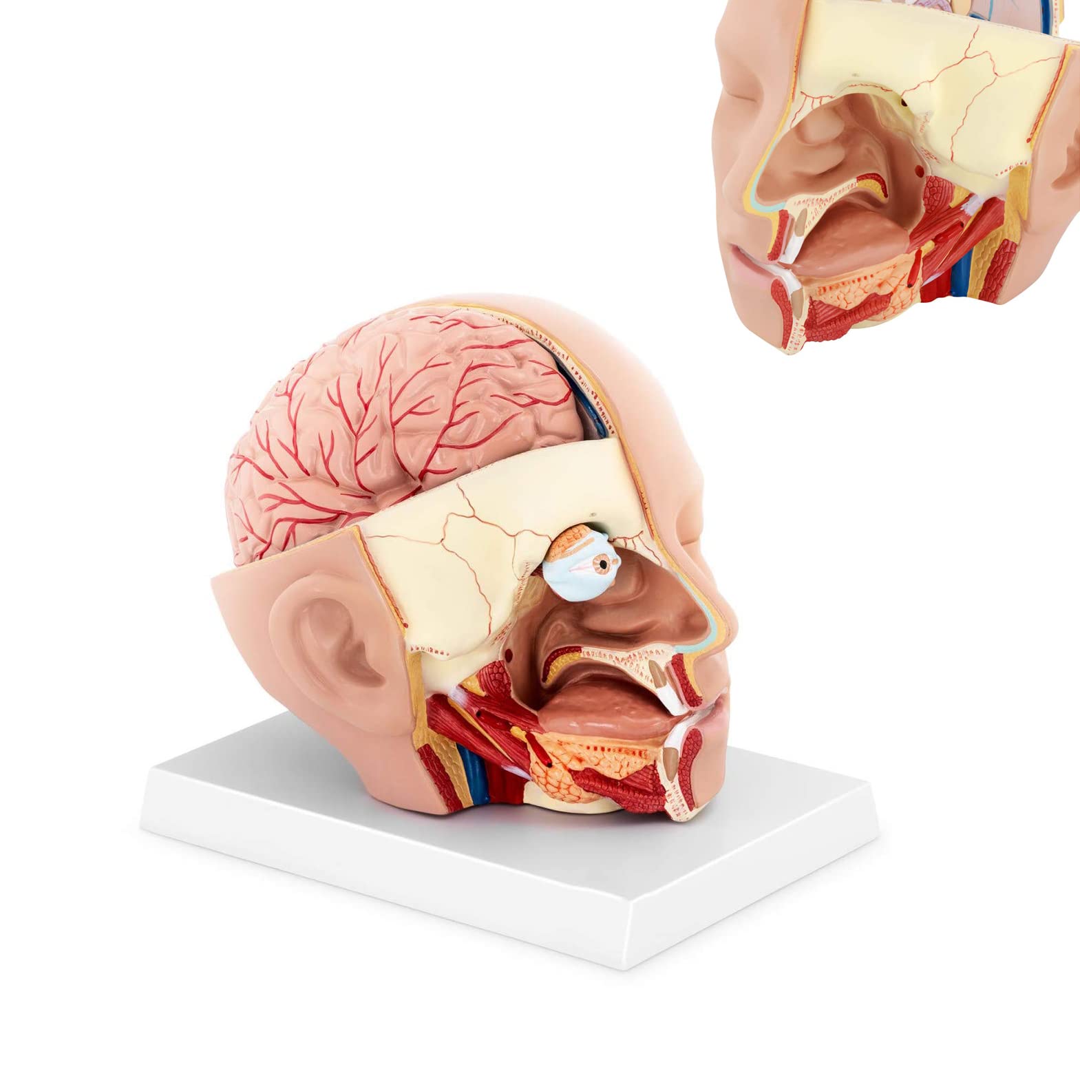 Modèle de cerveau humain amovible 4 parties pour enseignement médical - 7