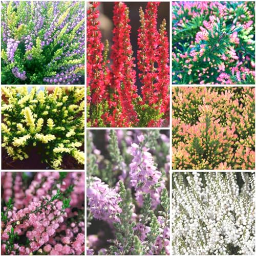 GrowOn Shrubs [x8] Scottish Heather Calluna Collection | Variety-Pack | Evergreen Shrubs | Outdoor Garden Ready Plants | Summer and Autumn Flowering | Red Pink Purple White Flowers
