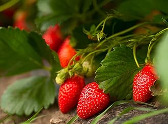 Healthy Vibe Strawberry Fruit Plant | Home & Outdoor Live Berry Plant | Easy to Grow Organic Fruit Plant for Gardening Lovers