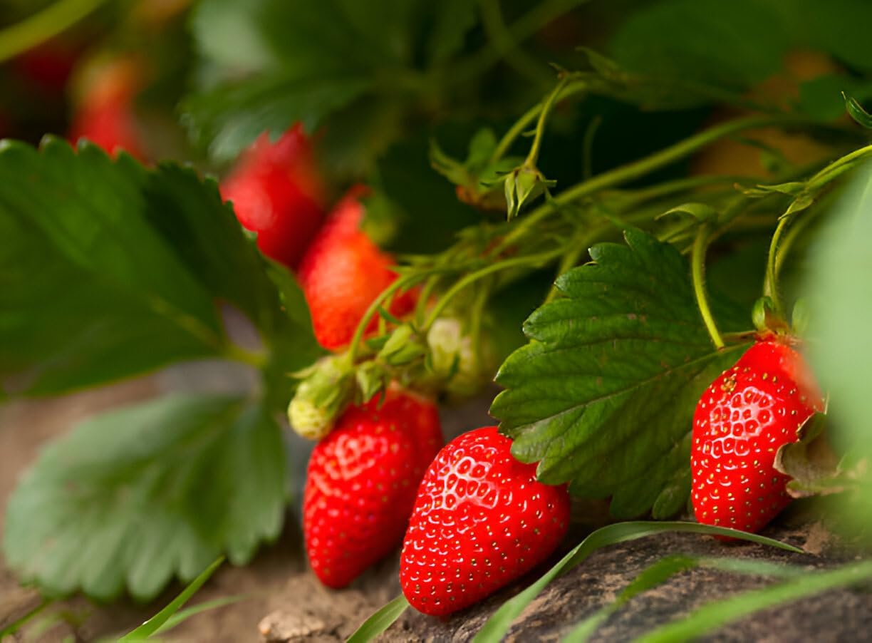 Healthy Vibe Strawberry Fruit Plant | Home & Outdoor Live Berry Plant | Easy to Grow Organic Fruit Plant for Gardening Lovers
