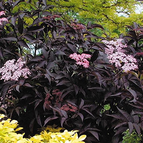 1 X Sambucus NIGRA 'Black Beauty' Black Elder Evergreen Shrub Plant in Pot