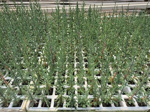 100Uds Cipres planta Sempervirens 18 a 24 cm (Para seto)