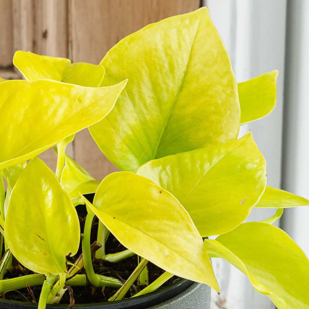 Buy Epipremnum Pinn Golden Pothos 1525cm in Height Bright Foliage
