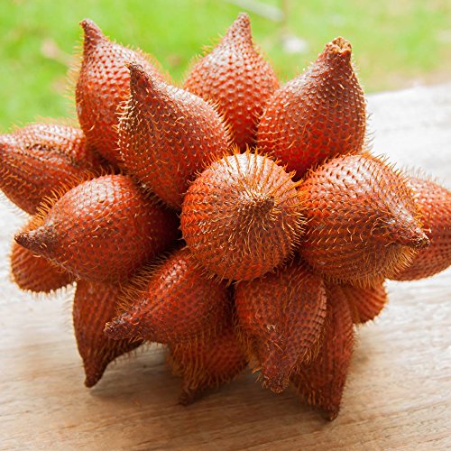 Royal Paradise Garden Rare Salak" Snake Fruit" Salacca zalacca Tasty Tropical Fruit 1 Healthy Plant