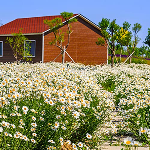 1500+ Mix Flower Seeds For Planting, 5+ Species Flower Seeds: Echinacea Seeds, Rudbeckia Hirta Seeds, Daisy Seeds, Celestial Chrysanthemum Seeds, Dahlia Pinnata Seeds #TOP4