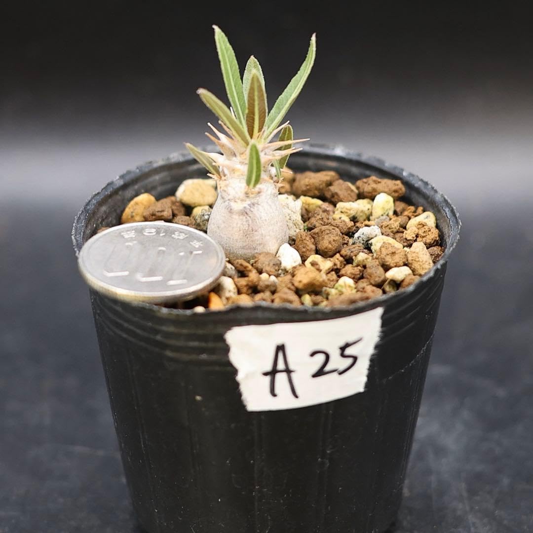 Amazon｜A25 鉢付 パキポディウム グラキリス 塊根植物｜観葉植物