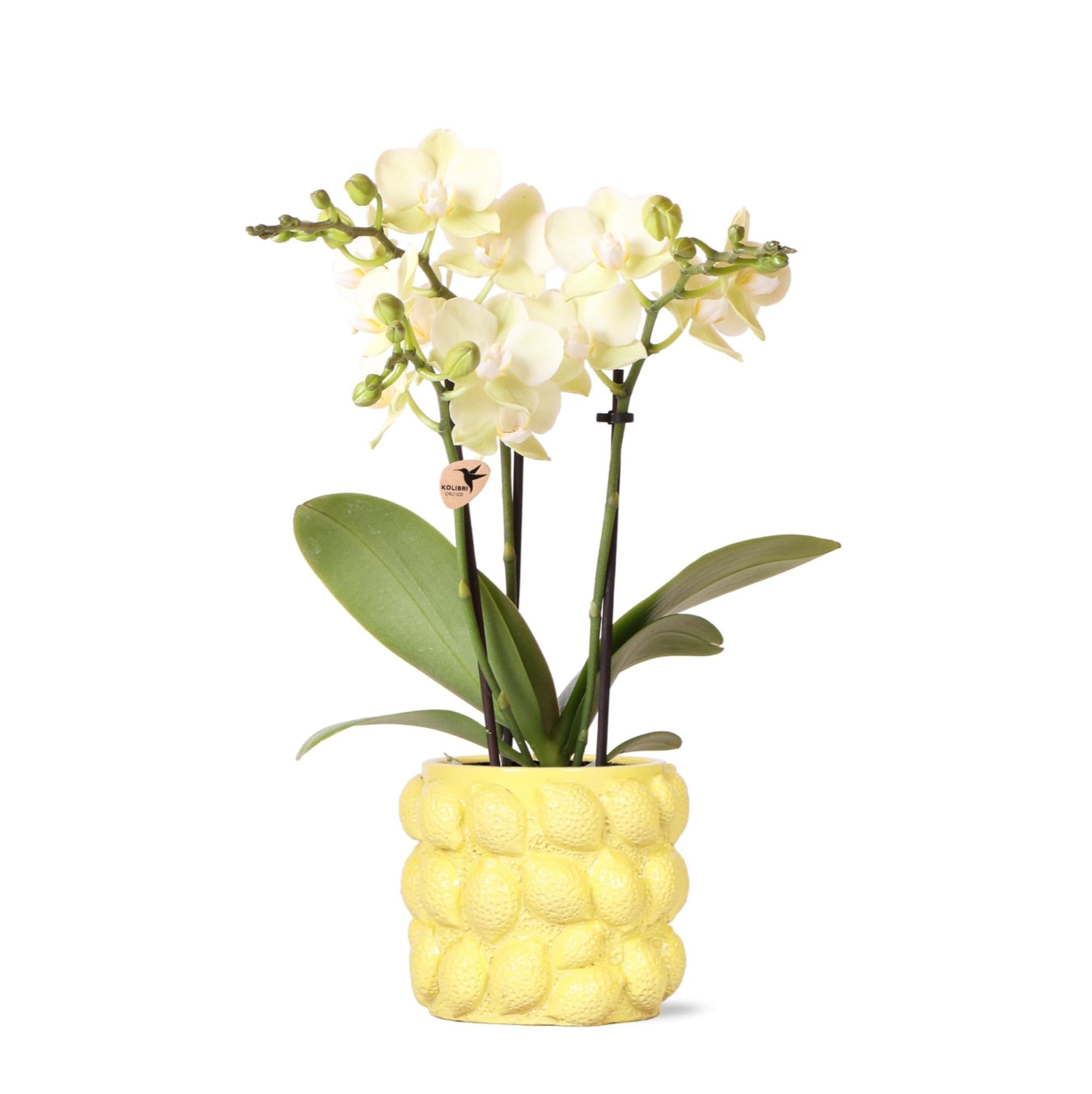 KOLIBRI Orchids,Orchidée phalaenopsis jaune – Mexique – Diamètre du pot : 9 cm,Plante d'intérieur à fleurs – Fraîcheur du producteur