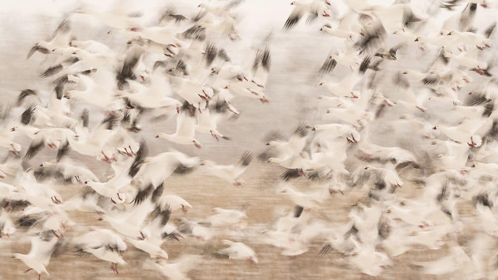 Untitled 14x8 UnFramed Art Print Poster Ready for Framing by Wang, Qingsong