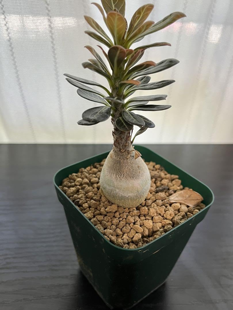 Amazon.co.jp: アデニウム ソコトラナム 純血 実生 3年株 : おもちゃ