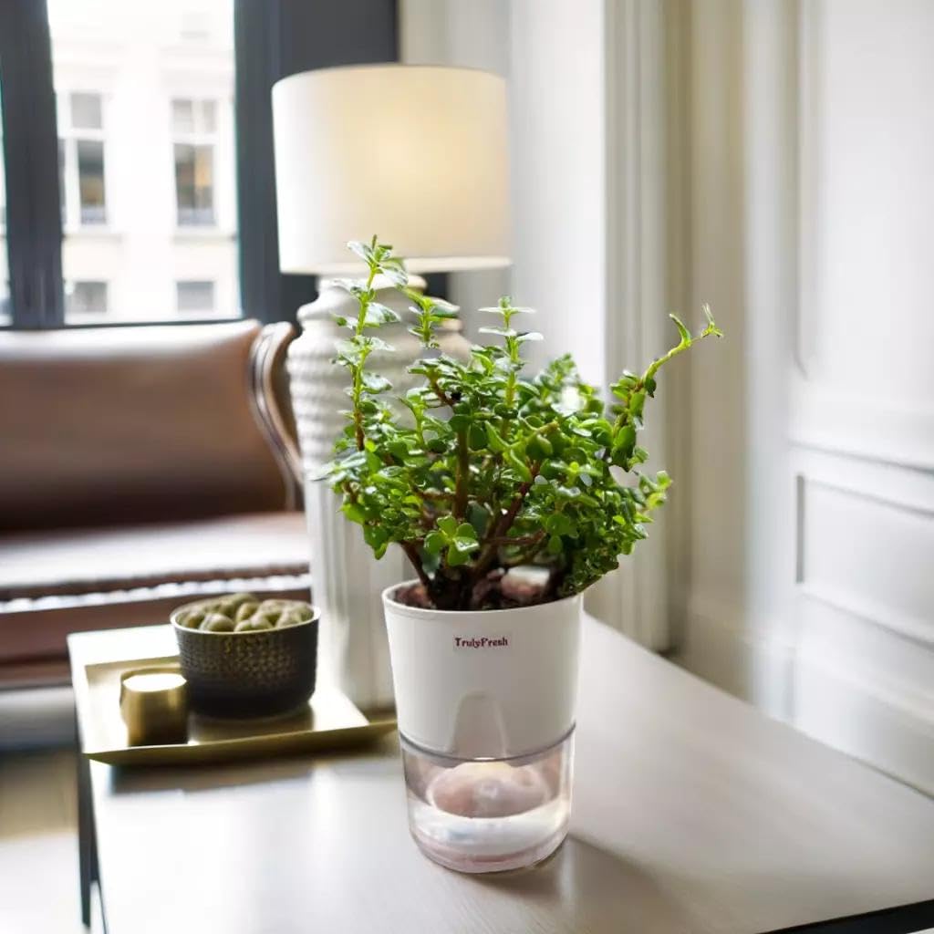 TrulyFresh Prosperity Jade Plant – Indoor Succulent for Home & Office Decor with Self Watering Pot, Best for Living Room, Kitchen, Bedroom, & Office Table - Low Maintenance (B0DCTYY772) Amazon Price History, Amazon Price Tracker