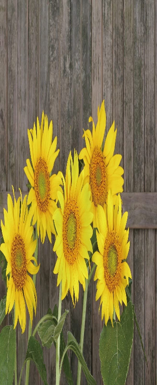 A.Monamour 3D Door Stickers for Interior Doors Sunflower Against A Rustic Wooden Fence Vinyl Waterproof Self Adhesive Door Mural Decals for Bedroom Office Bathroom 77 x 200 cm