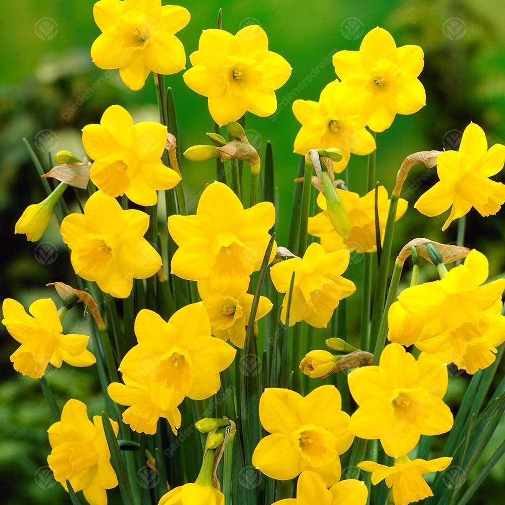 Narcisse Quail – Bulbes Floraison Printanière Intérieur Extérieur