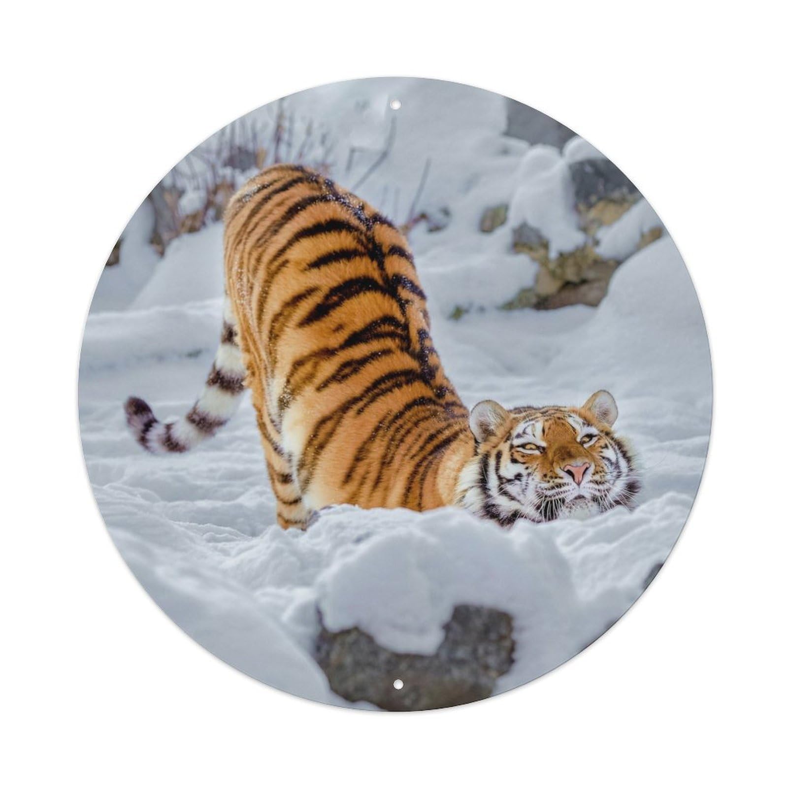 Tiger Winter Snow Wildlife Nature Photography Metal Tin Sign
