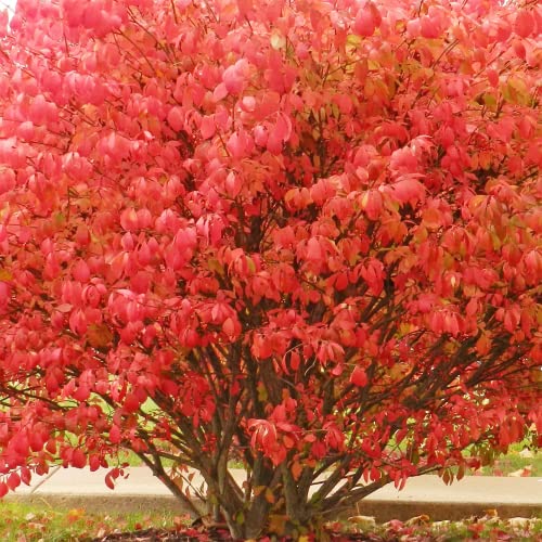 Yegaol Garden 50Pcs Burning Bush Seeds Winged Spindle Tree Euonymus Alatus Seeds Drought Tolerant Non-Gmo Shrub Seeds Home Garden Backyard Plant #TOP3