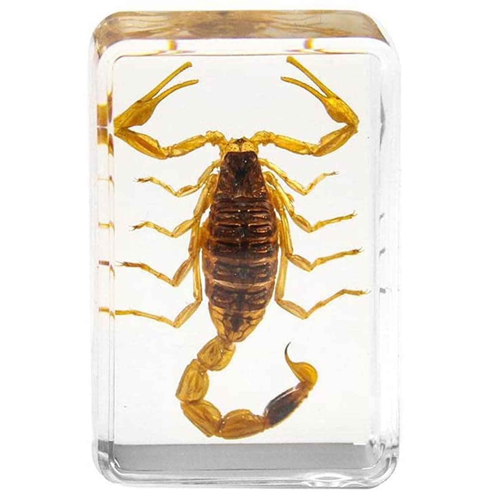 Buy Insect Resin Specimen,Real Scorpion Insect,Artificial Amber Resin