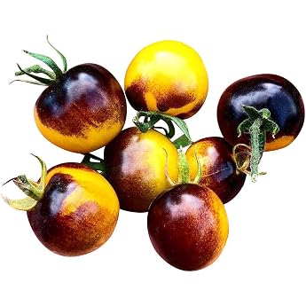 10 بذور طماطم أنثو صفراء - علاج رائع وحلو - صحي للغاية