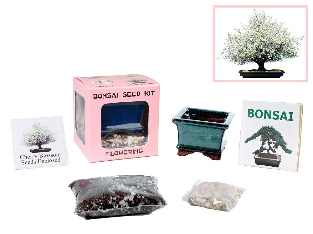 Eve's Cherry Blossom Bonsai Seed Kit, Flowering, Complete Kit to Grow