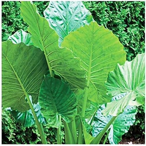 Miniatura 3 de Bombilla de oreja de elefante - Alocasio forma vertical - Marde Ross & Company