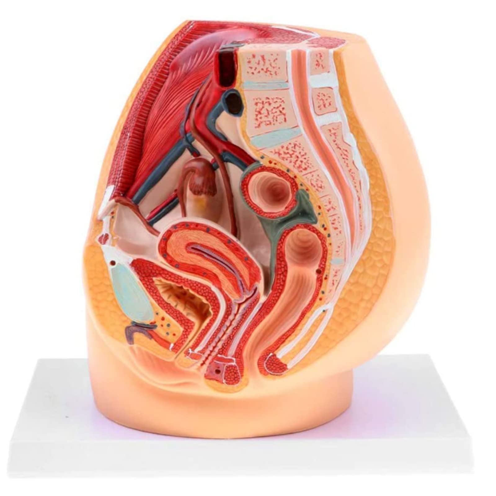Modèle anatomique de bassin féminin pour formation médicale - 7