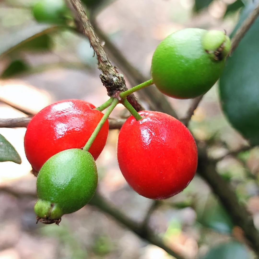 See full amazon price history chart for M-Tech Gardens Cedar Bay Cherry/Beach Cherry (" Red " Eugenia reinwardtiana, Seedling) Exotic 1 Live Fruit Plant M-Tech Gardens Cedar Bay Cherry/Beach Cherry (" Red " Eugenia reinwardtiana, Seedling) Exotic 1 Live Fruit Plant (B0D4DHLXKQ) Amazon Price History, Amazon Price Tracker